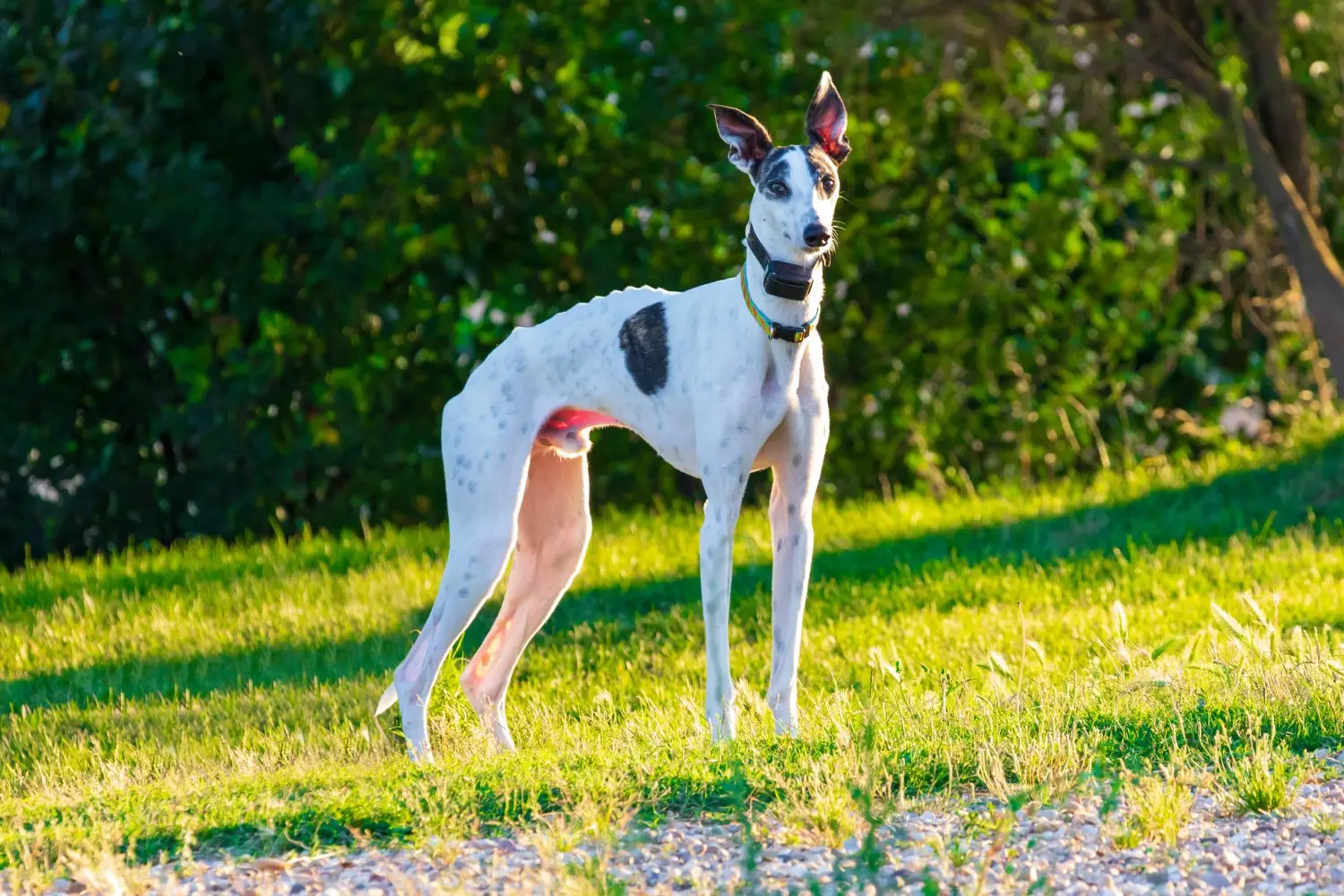 Greyhound – Hur du spelar på greyhoundlopp