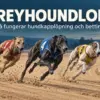 Greyhoundlopp – så fungerar hundkapplöpning och betting på greyhound