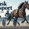 Spela på svensk travsport med de bästa oddsen